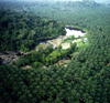 Oil Palm Plantation - One of the plants that care for us