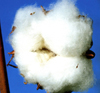 Cotton - one of the plants that clothe Us