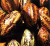 Cocoa - one of the plants that feed us