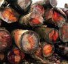 Tropical Hardwoods - plants we use for construction
